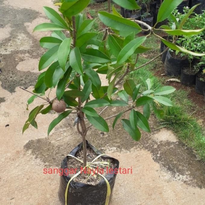 

Tanaman buah sawo/bibit pohon sawo