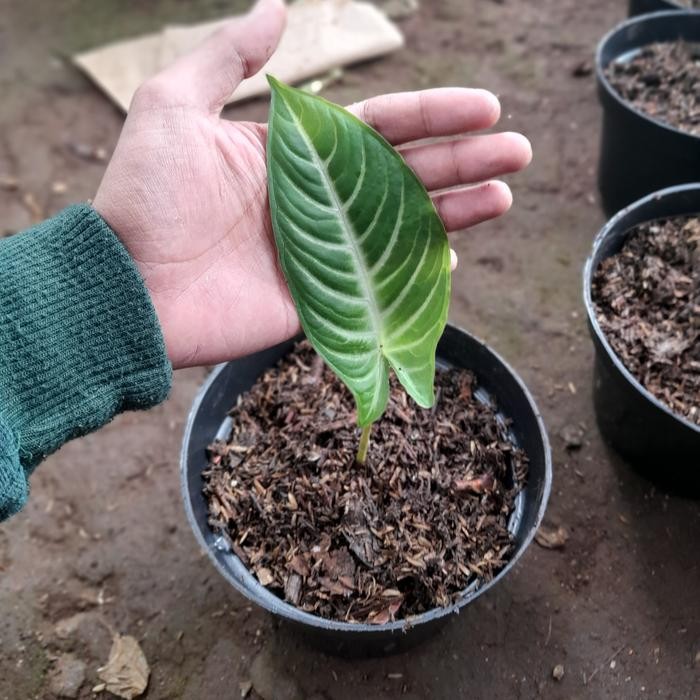 

Bibit tanaman caladium antasoma lindeni - keladi zebra