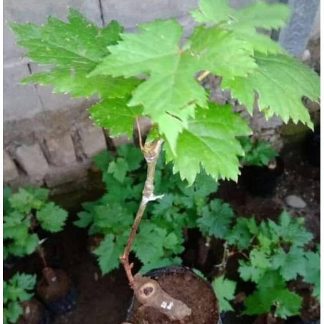 

Bibit Buah Tanaman Anggur Carnival