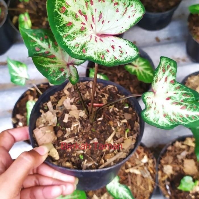 

Tanaman Hias Keladi Corong/Bibit Tanaman Hias Keladi Corong Titik Merh