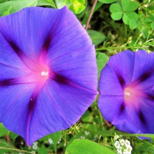 

BIBIT TANAMAN RAMBAT BINGA MORNING GLORY BIRU ..siap kirim