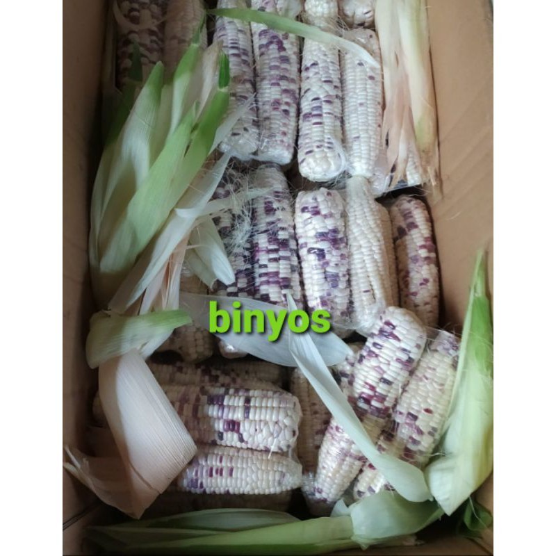

Jagung Ketan Putih Ungu