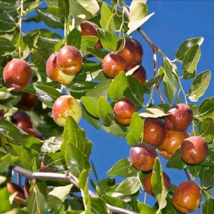bibit jujube Bidara cina valid