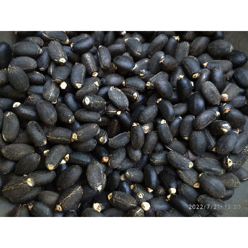 

Biji Jarak Pagar 1 Kg Kering Isi -+ 1.400 Biji / Biji Jarak Umpan Bawal /Jathropa Curcas / Biji