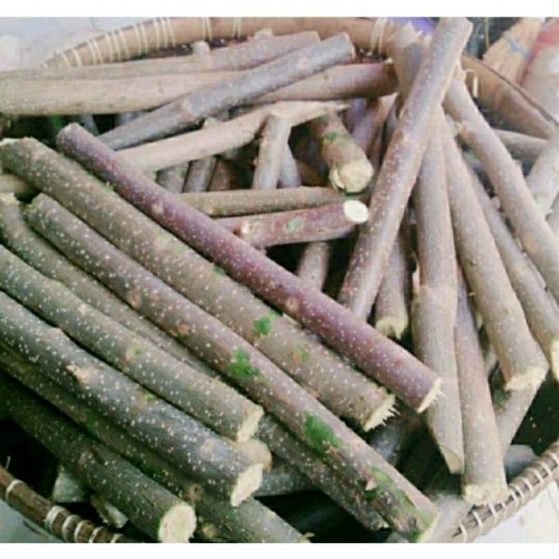 

20 Bibit Batang Gamal / kleresede ( Gliricidia sepium ) siap tanam fresh cutting / Stek Batang Daun