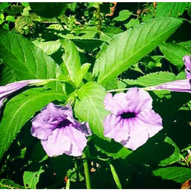 

Herbal 1 Kg Daun kencana ungu pletekan petik ketika ada order