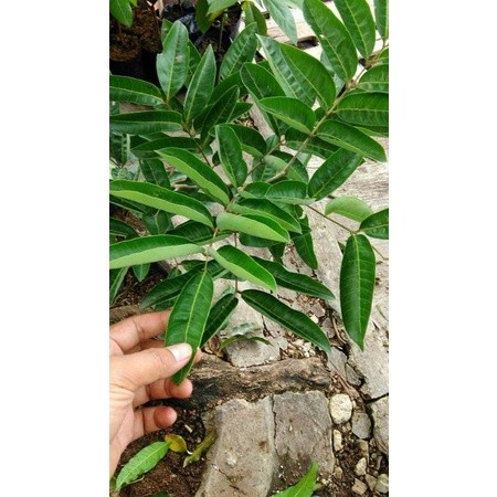 

Daun Kelengkeng Segar 1 Kg / Daun Klengkeng Segar