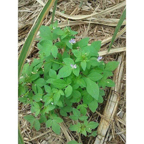 

Daun Maman Lanang Segar 1 Kg / Maman Ungu / Maman Lelaki / Daun Boboan / bunga laba laba /