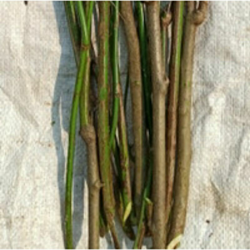 

Termurah 25 Bibit Stek Batang Katuk / Bibit Stek Daun Katuk / Bibit Stek Daun Katu