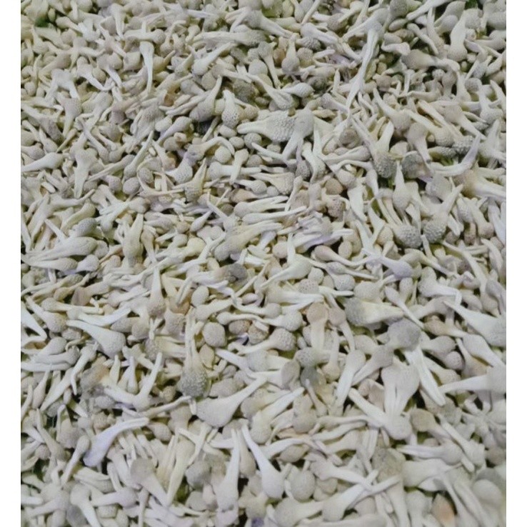 Empot Ayam Putih Madura ukuran random DINKES P-IRT