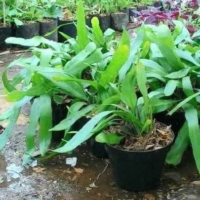 

Bibit Tanaman Hias Wijaya Kusuma Bunga Merah - Pink - Ungu