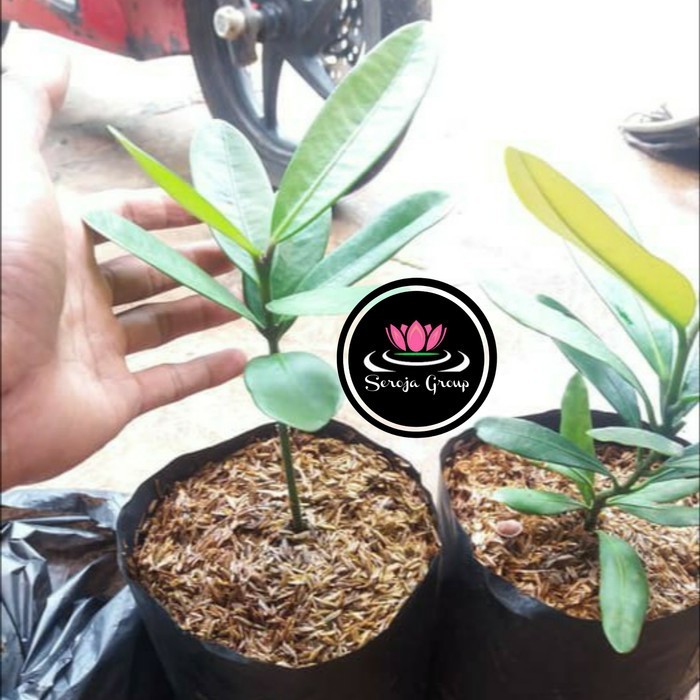 Bibit Tanaman Garcinia Subelliptica Garsinia Nangka Taiwan AT15