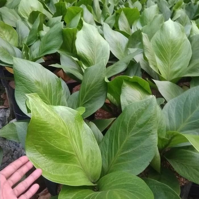 

Bibit tanaman anthurium cobra/anturium/antorium/cobra/jenmani/jenmanii