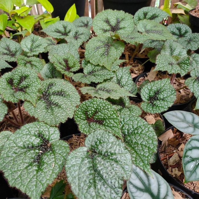 

bibit tanaman hias begonia Tiger / bigunia tapak macan