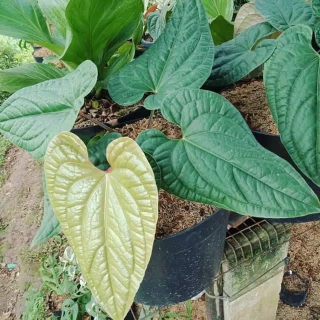 

Bibit tanaman anturium sirih