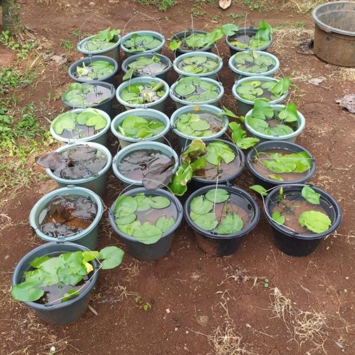 

bibit tanaman teratai