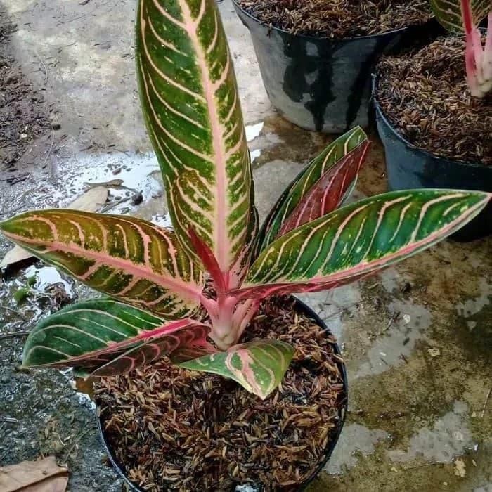 bibit tanaman hias aglonema red Sumatra - aglonema red Sumatra