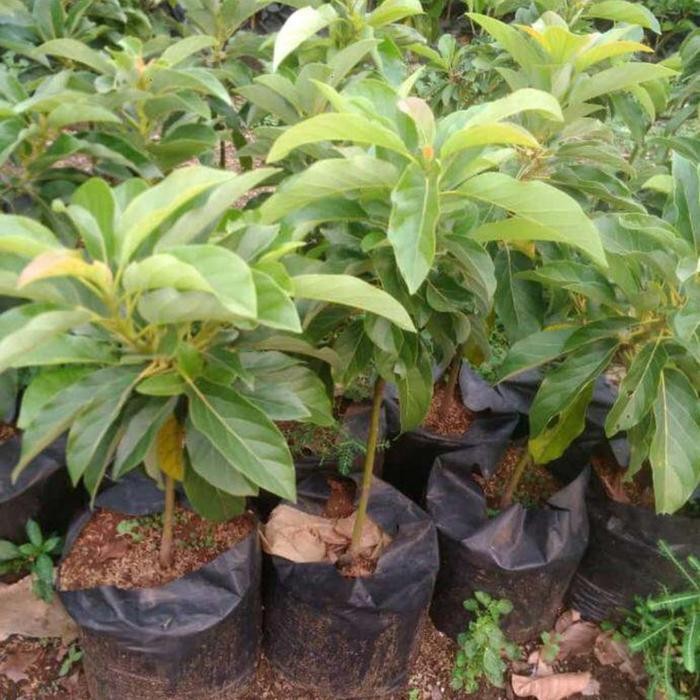 

Tanaman Bibit Pohon Alpukat Mentega
