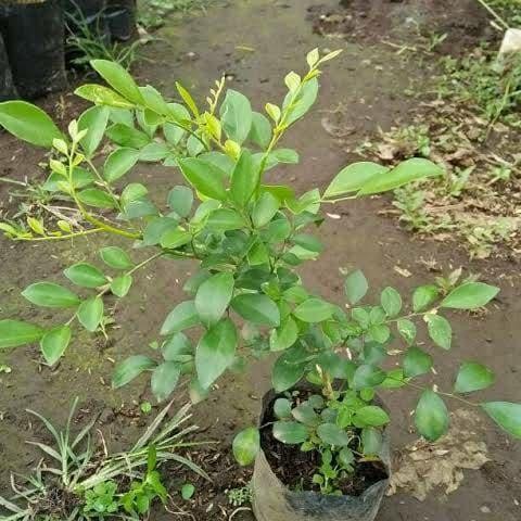 

bibit tanaman kemuning pacar china pohon kemuning