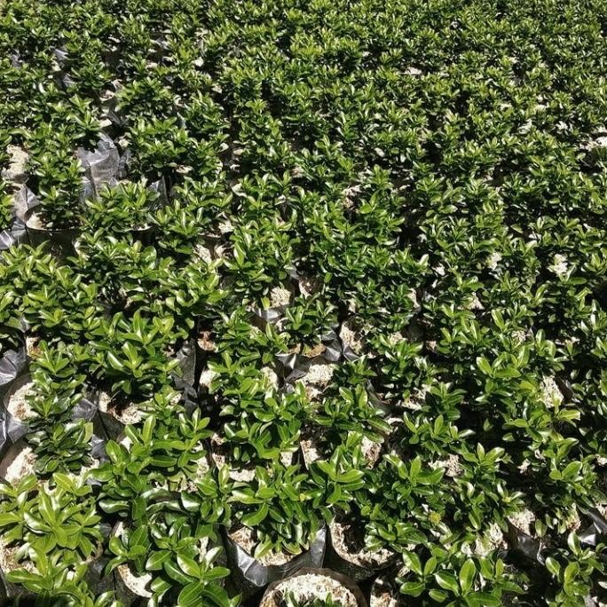 paket 6 tanaman hias Asoka mini - bibit pohon asoka mini