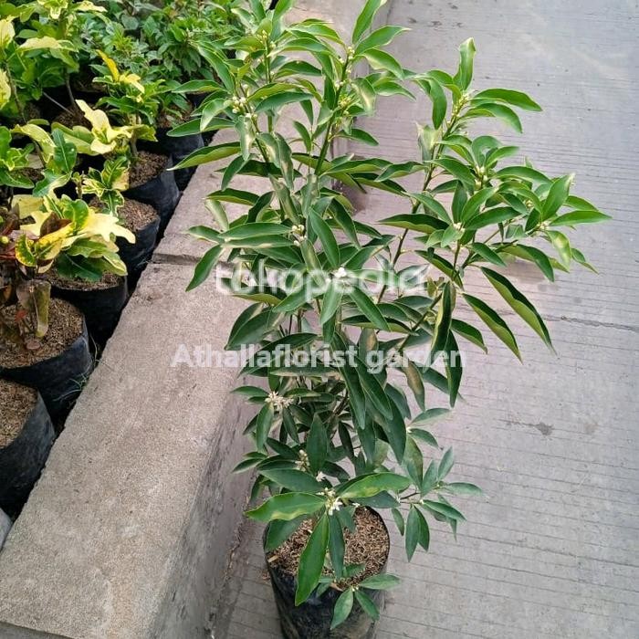 bibit tanaman pohon jeruk nagami / jeruk manis medan