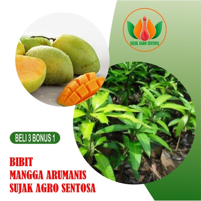 

Bibit Buah Tanaman Mangga Arumanis