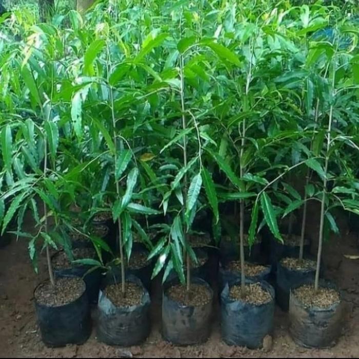 

bibit pohon glodogan tiang/tanaman glodogan tiang