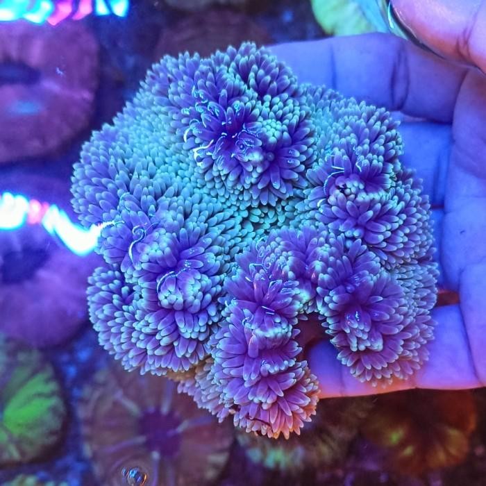 anemon karpet carpet aquarium lautt rumah untuk nemo