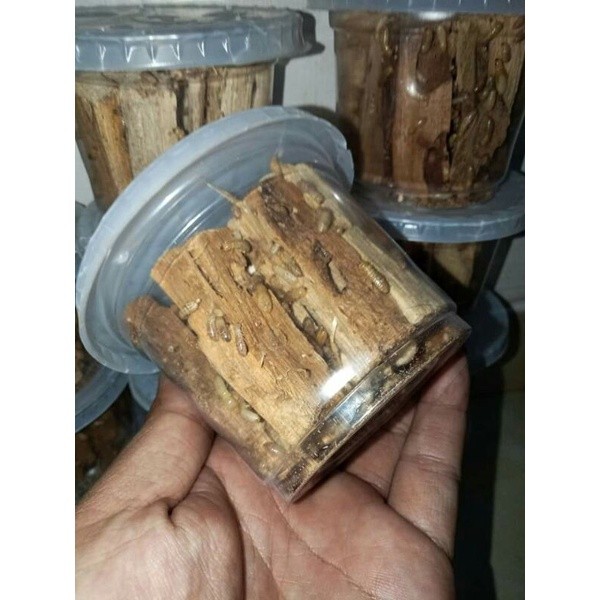 POA PUA rengas rangas