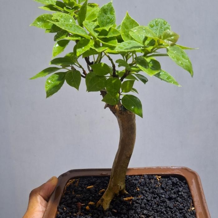 Bonsai Mame Bougenville