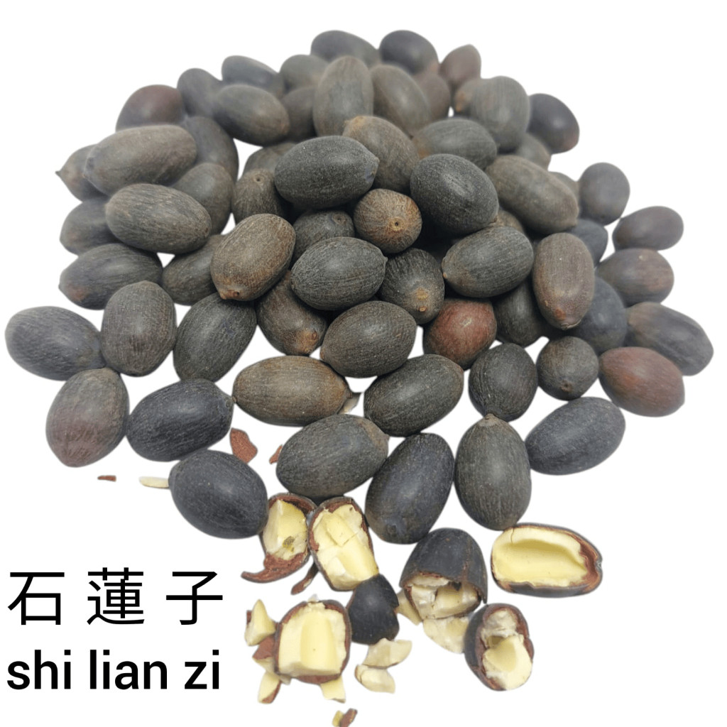 

Shi Lian Zi Echeveria / Biji Teratai Batu [PREMIUM]