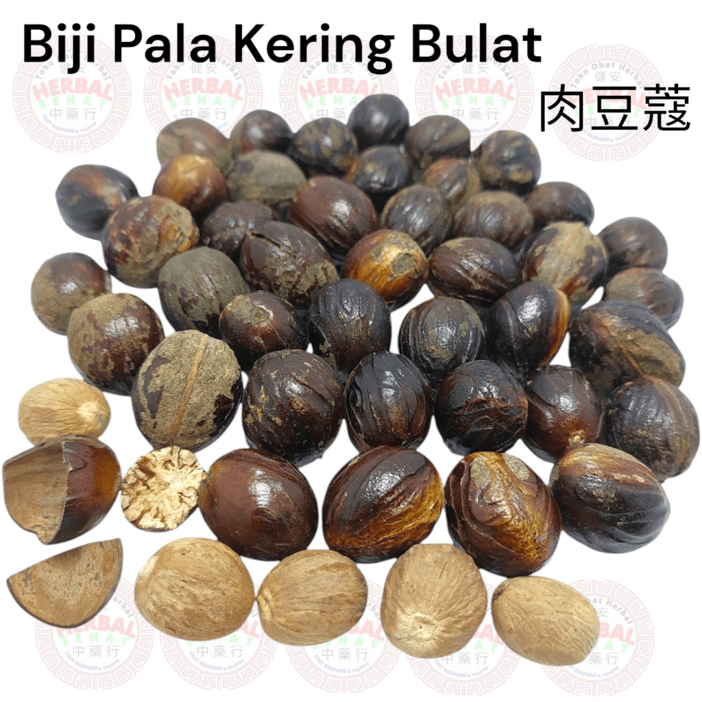 

Biji Pala 1 Biji - Pala Kering Best Quality Ekspor [PREMIUM]