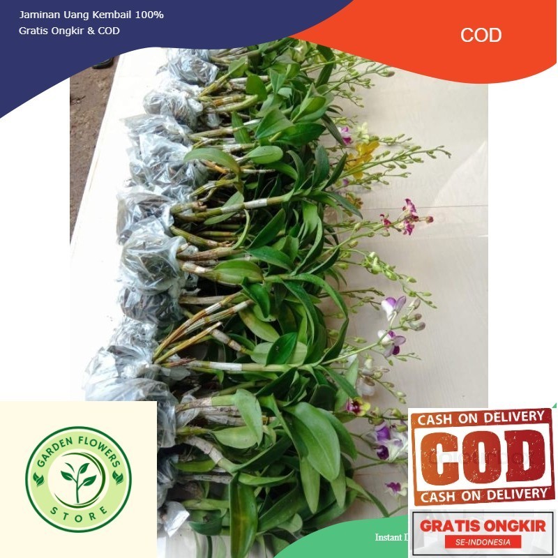 TERLARIS ANGGREK DENDROBIUM DEWASA-ANGGREK DENDROBIUM-ANGGREK DENDROBIUM DEWASA-BUNGA HIAS-BUNGA