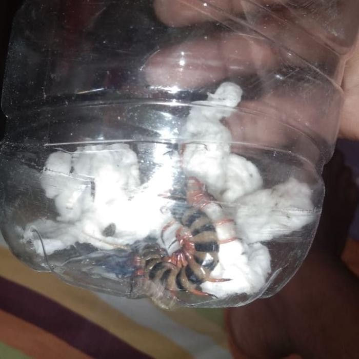 kelabang jumbo (Celebes purple )Toraja