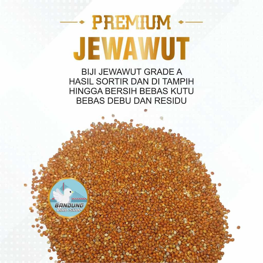 RB22 JEWAWUT 1 KG PAKAN BIJI JEWAWUT BIJI KUNYIT SORTIRAN UNTUK BURUNG KENARI LOVEBIRD FINCH SISKIN