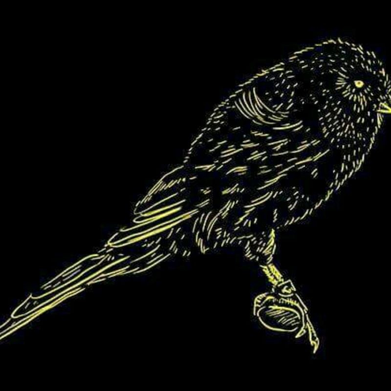 RB22 Pakan Jahat Harian Kenari