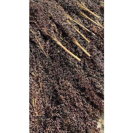 RB22 Sorgum Putih Merah Hitam Spray 1KG Sorgum Hamster White Sorgum Black sorgum Red Sorgum Sorgum