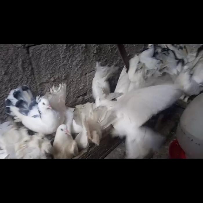 Yok Di Order Merpati Kipas Hias Putih Dan Bercak. Harga Untuk 1 Ekor