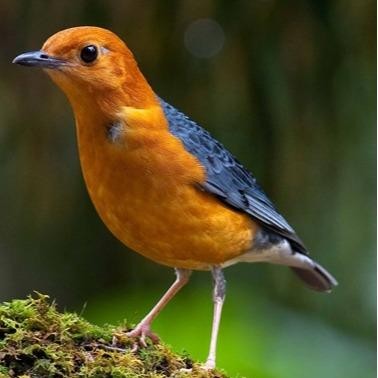 Asli.. Dr Edhi Anti Serak Obat Serak Burung Murai Kenari Anis Merah Cucak Ijo