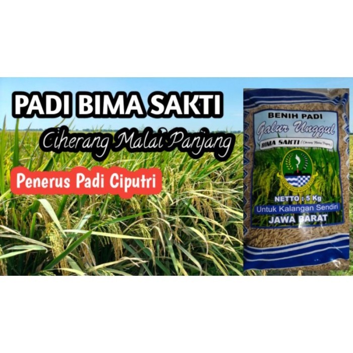 PADI BIMA SAKTI ORIGINAL (CIHERANG MALAI PANJANG) PENERUS CIPUTRI