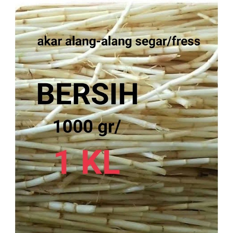 

akar alang alang fres 1 kg