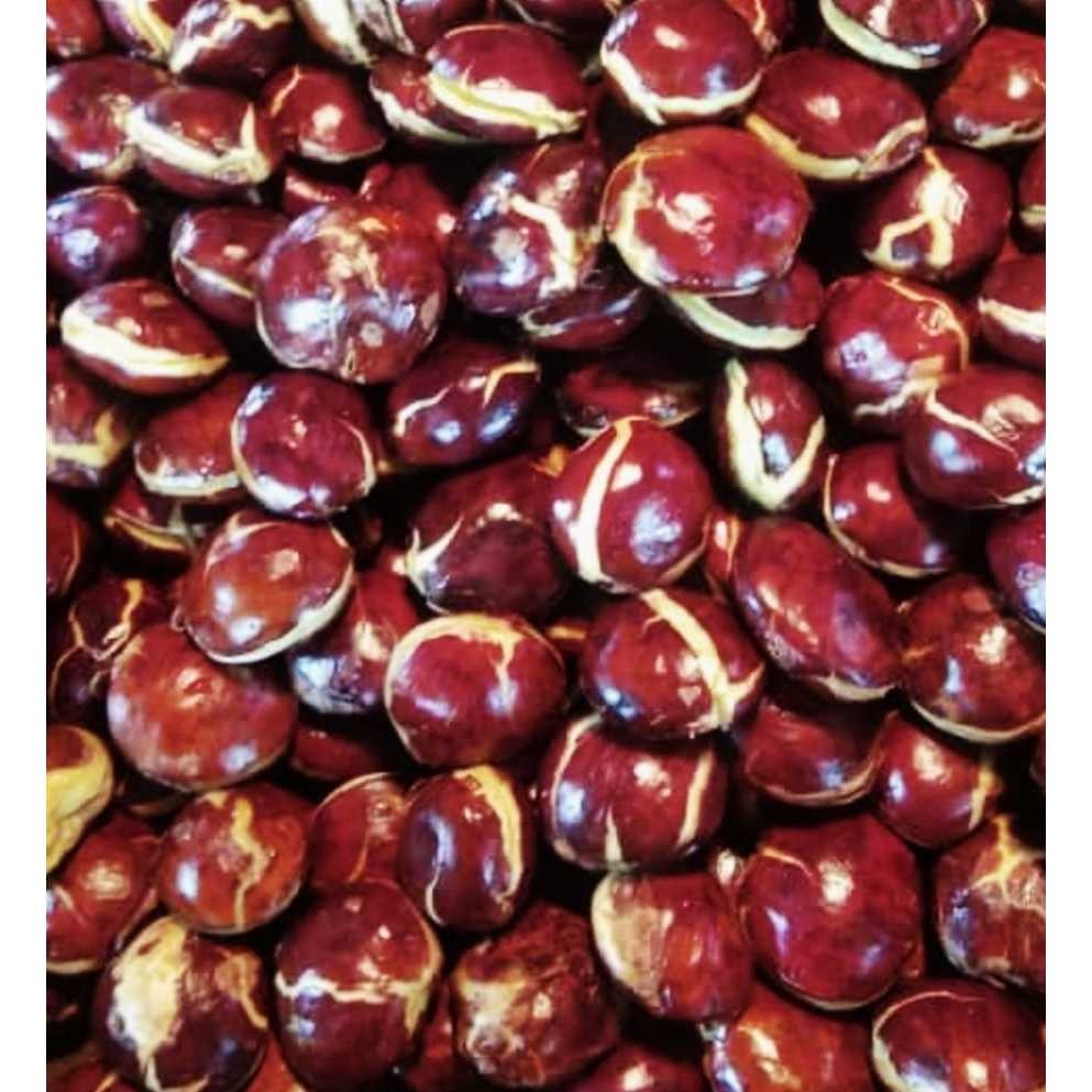 

JENGKOL TUA MENTAH 1 KG UDAH SORTIR/JENGKOL SUPER