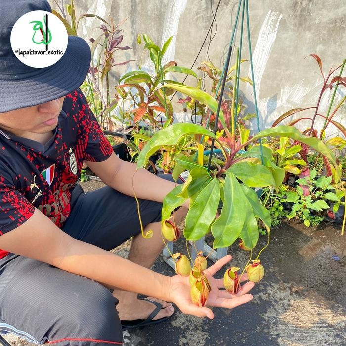 kantong semar/nepenthes viking x ampullaria