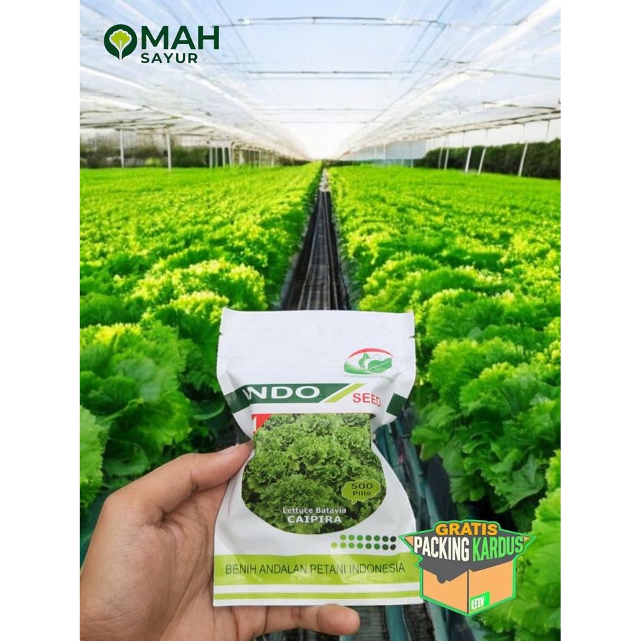 [500 Pills] Benih Selada CAIPIRA Lettuce Batavia By Indo Seed