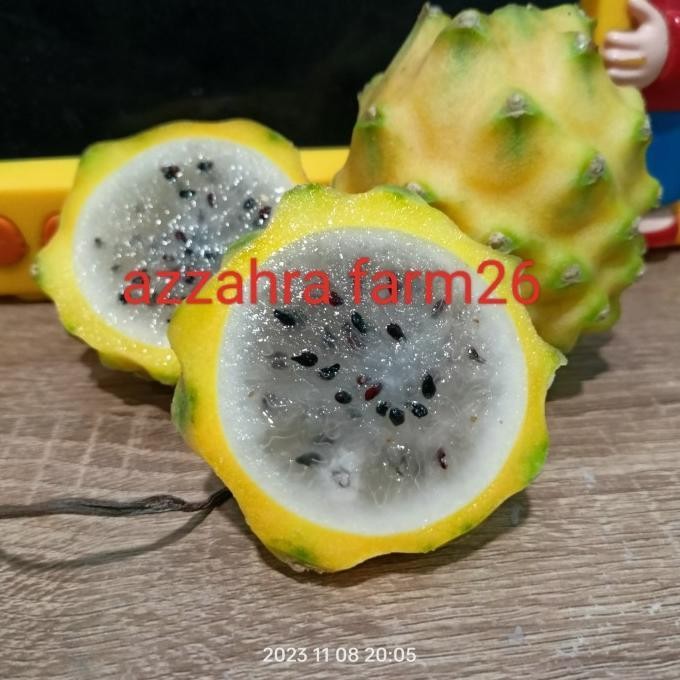 BIBIT BUAH NAGA KUNING/ POLARA EQUADOR (GRAFTING)