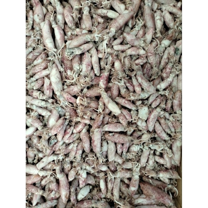 

Terlaris! Ikan Asin Cumi Rebus Baby Ukuran 1-2cm Super 1gram, gram, 250gram