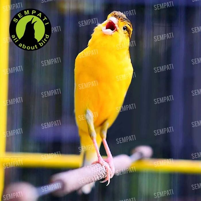 Vogel Vitaminen Compleet Vitamin Tingkatkan Metabolisme Tubuh Burung