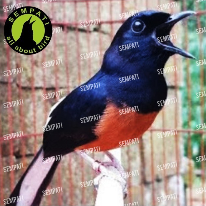 Extreme Power Orbird Vitamin Burung Meningkatkan Power Stamina Ja18