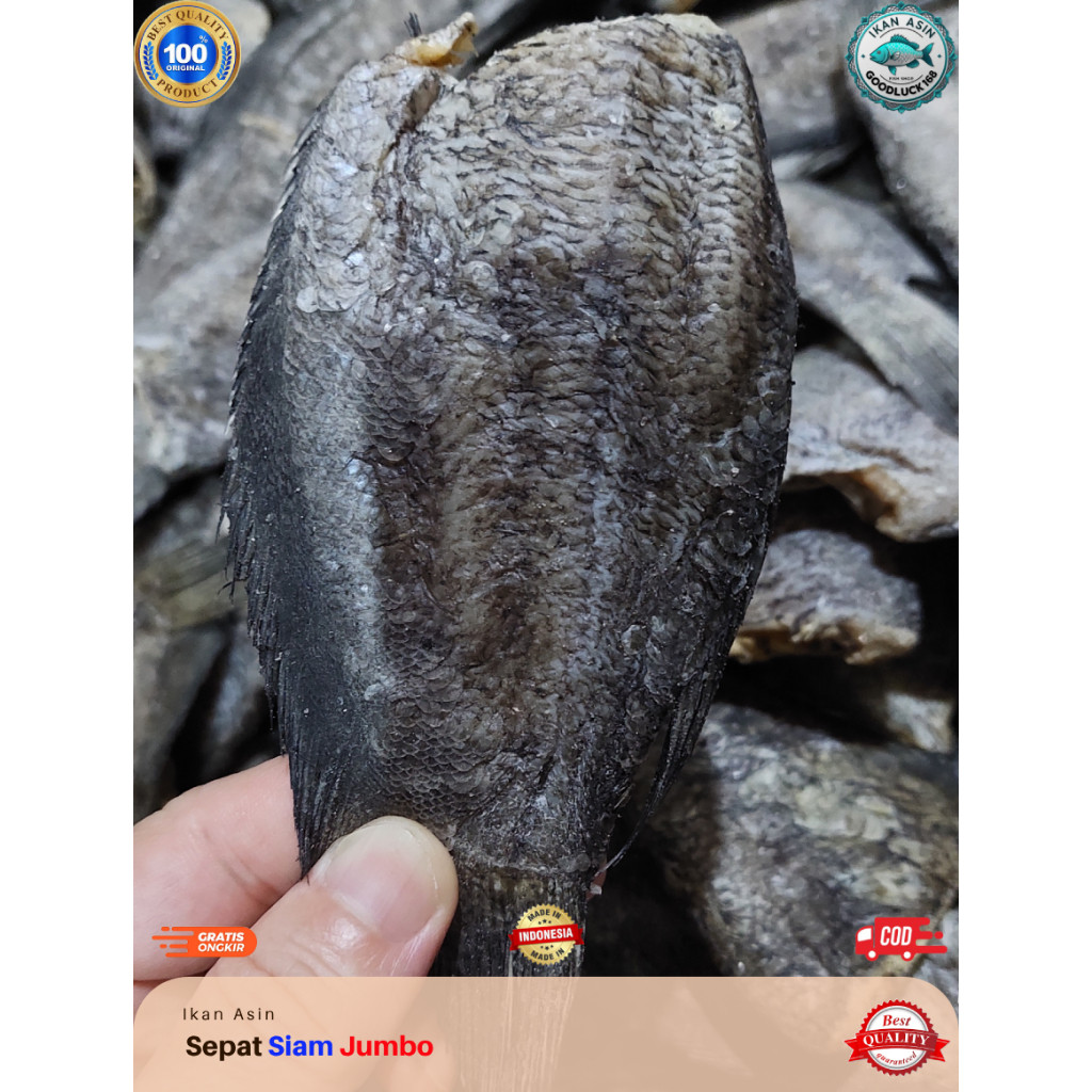 

Terlaris! Ikan Asin Sepat Siam Jumbo Super Sepat Besar Kualitas Pum