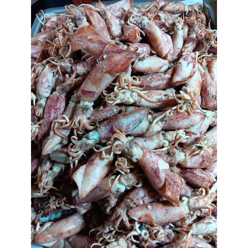 

Terlaris! Cumi Asin Besar Segar 250gr